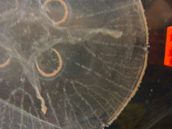 Media type: image; Invertebrate Zoology CNID-3307   Description: image closeup;